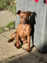 Chiots de race Pinscher nain à vendre chez l'éleveur SCEA DU MOULIN DE MADJURIE