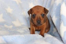 Chiots d'apparence Pinscher nain à vendre chez l'éleveur DOMAINE DE LA TERNOISE