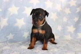 Chiots d'apparence Pinscher nain à vendre chez l'éleveur DOMAINE DE LA TERNOISE