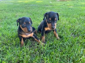 Chiots de race Pinscher nain à vendre chez l'éleveur SCEA DU MOULIN DE MADJURIE