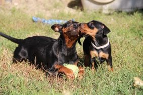 Chiots de race Pinscher nain à vendre chez l'éleveur D OBREIKA