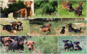 Chiots de race Pinscher nain à vendre chez l'éleveur D OBREIKA