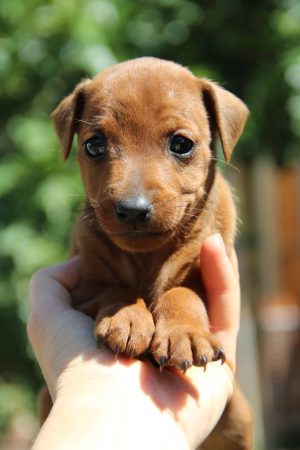 Image de la portée de chiot de l'élévage D OBREIKA