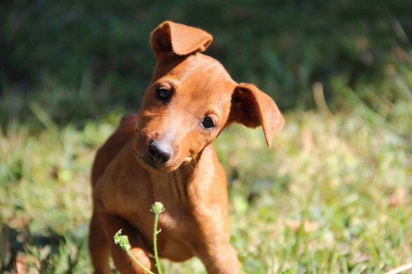 Image de la portée de chiot de l'élévage D OBREIKA