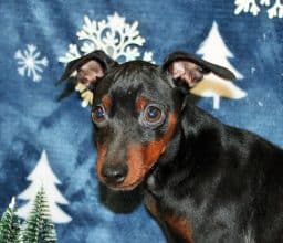 Chiots d'apparence Pinscher nain à vendre chez l'éleveur SAS THERY