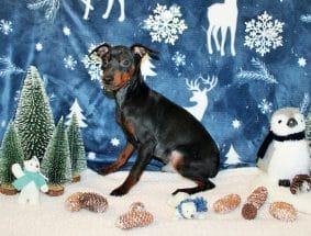 Chiots d'apparence Pinscher nain à vendre chez l'éleveur SAS THERY