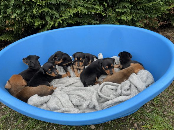 Image de la portée de chiot de l'élévage HELENDOGS