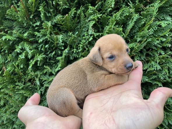 Image de la portée de chiot de l'élévage HELENDOGS