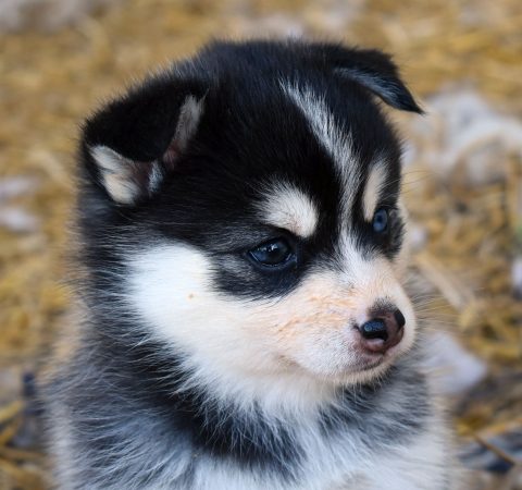 Image de la portée de chiot de l'élévage L ENVOL