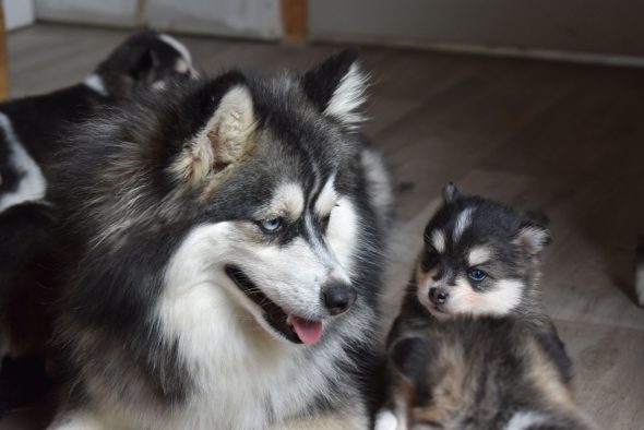 Image de la portée de chiot de l'élévage L ENVOL