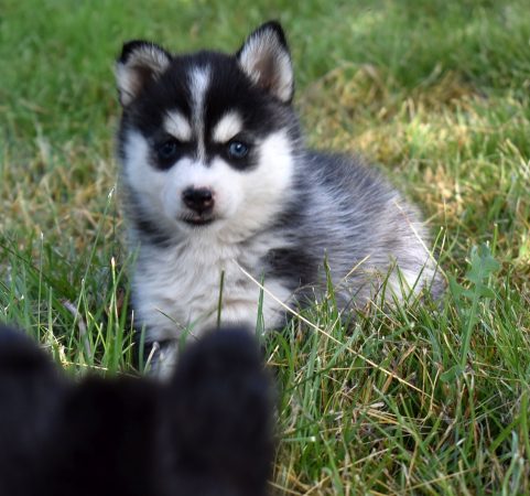 Image de la portée de chiot de l'élévage L ENVOL