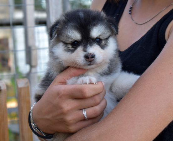 Image de la portée de chiot de l'élévage L ENVOL