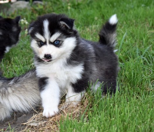 Image de la portée de chiot de l'élévage L ENVOL