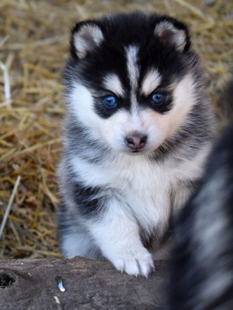 Image de la portée de chiot de l'élévage L ENVOL