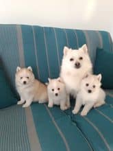 Chiots d'apparence Pomsky à vendre chez l'éleveur DOG’S OF THRONES