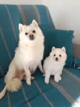 Chiots d'apparence Pomsky à vendre chez l'éleveur DOG’S OF THRONES