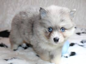 Chiots d'apparence Pomsky à vendre chez l'éleveur ELITE CANIN