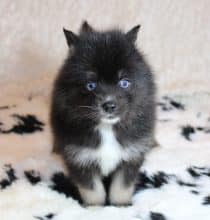 Chiots d'apparence Pomsky à vendre chez l'éleveur ELITE CANIN