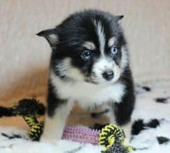 Chiots d'apparence Pomsky à vendre chez l'éleveur ELITE CANIN