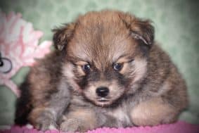 Chiots d'apparence Pomsky à vendre chez l'éleveur DU DOMAINE DES LOUPS MER