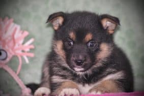 Chiots d'apparence Pomsky à vendre chez l'éleveur DU DOMAINE DES LOUPS MER