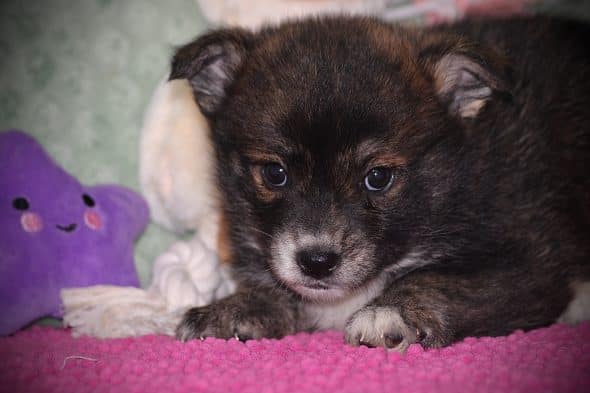 Image de la portée de chiot de l'élévage DU DOMAINE DES LOUPS MER