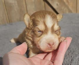 Chiots d'apparence Pomsky à vendre chez l'éleveur THE HAPPY DOGS