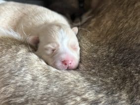 Chiots d'apparence Pomsky à vendre chez l'éleveur DUJARDIN CELINE