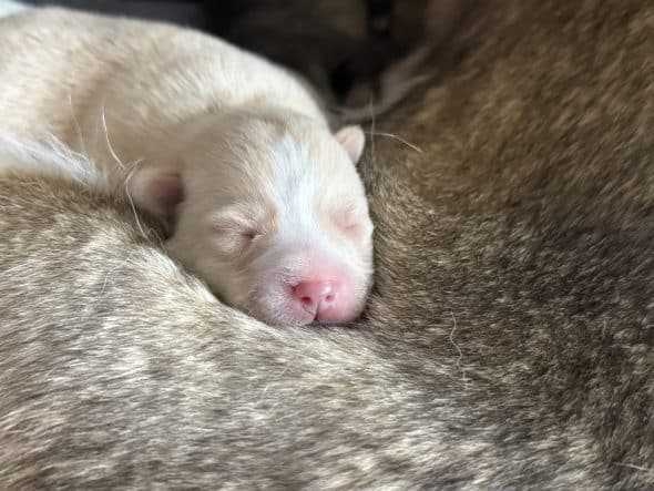 Image de la portée de chiot de l'élévage DUJARDIN CELINE