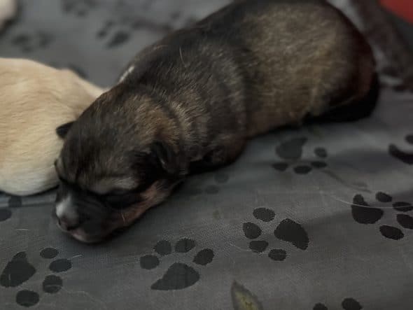 Image de la portée de chiot de l'élévage DUJARDIN CELINE