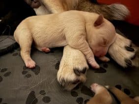 Chiots d'apparence Pomsky à vendre chez l'éleveur DUJARDIN CELINE