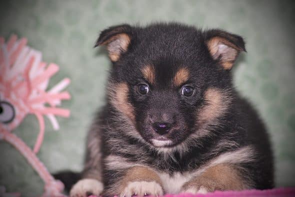 Image de la portée de chiot de l'élévage DU DOMAINE DES LOUPS MER