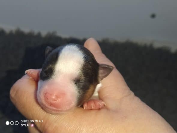 Image de la portée de chiot de l'élévage ELEVAGE AXANDYNE