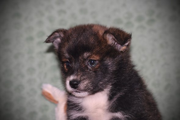 Image de la portée de chiot de l'élévage DU DOMAINE DES LOUPS MER