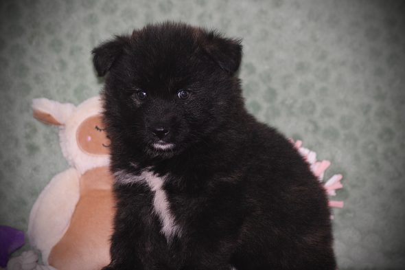 Image de la portée de chiot de l'élévage DU DOMAINE DES LOUPS MER