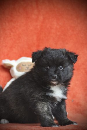 Image de la portée de chiot de l'élévage DU DOMAINE DES LOUPS MER