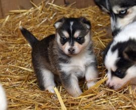 Chiots d'apparence Pomsky à vendre chez l'éleveur L ENVOL