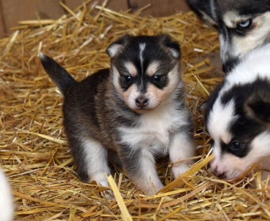 Image de la portée de chiot de l'élévage L ENVOL