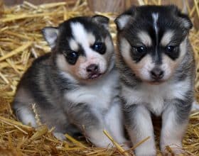 Chiots d'apparence Pomsky à vendre chez l'éleveur L ENVOL