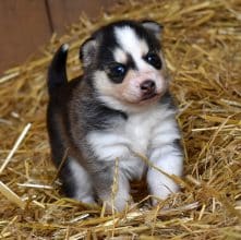 Chiots d'apparence Pomsky à vendre chez l'éleveur L ENVOL