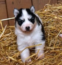 Chiots d'apparence Pomsky à vendre chez l'éleveur L ENVOL