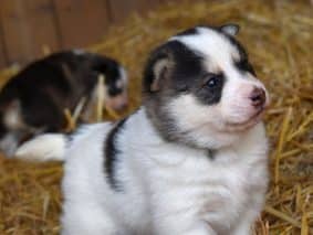 Chiots d'apparence Pomsky à vendre chez l'éleveur L ENVOL