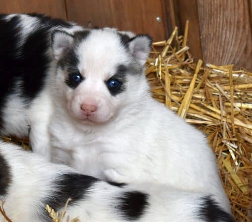 Image de la portée de chiot de l'élévage L ENVOL