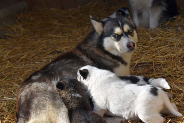 Image de la portée de chiot de l'élévage L ENVOL