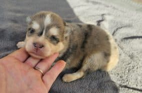 Chiots d'apparence Pomsky à vendre chez l'éleveur THE HAPPY DOGS