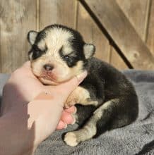 Chiots d'apparence Pomsky à vendre chez l'éleveur THE HAPPY DOGS