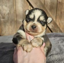 Chiots d'apparence Pomsky à vendre chez l'éleveur THE HAPPY DOGS