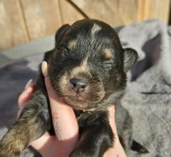 Chiots d'apparence Pomsky à vendre chez l'éleveur THE HAPPY DOGS