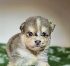 Chiots d'apparence Pomsky à vendre chez l'éleveur THE HAPPY DOGS