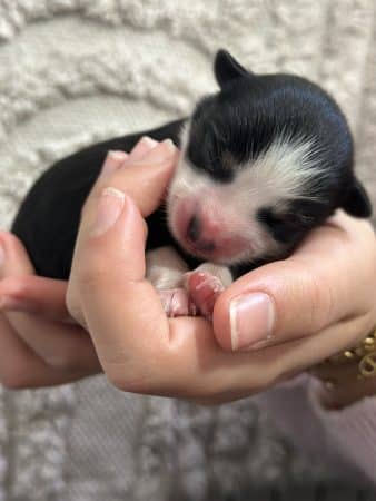 Image de la portée de chiot de l'élévage POMSKY FAMILY